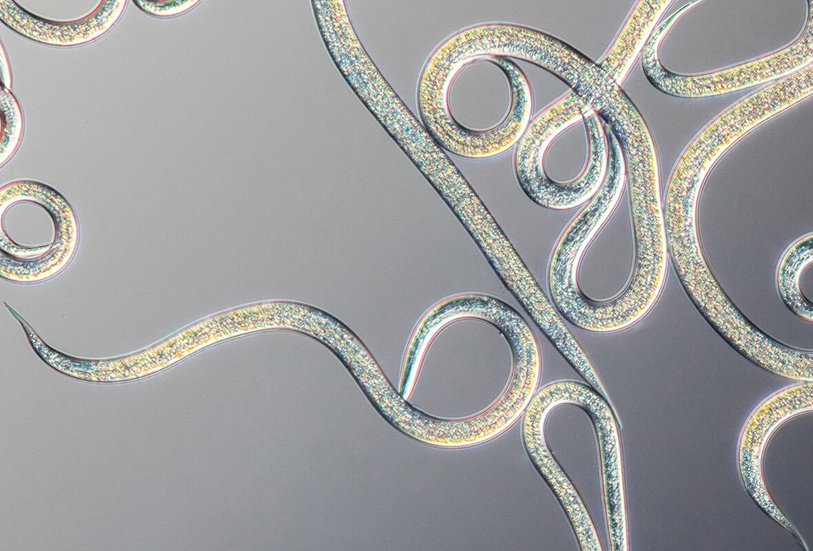 Capirel – ваш новый помощник по выращиванию фруктов и овощей