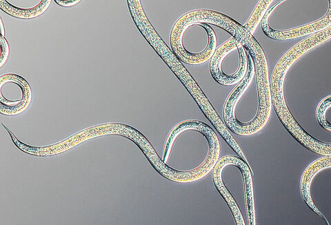 Capirel – ваш новый помощник по выращиванию фруктов и овощей