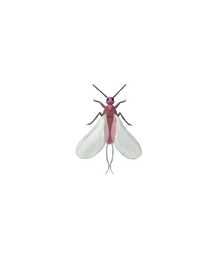 Planococcus citri adult male