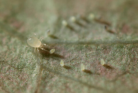 Хищные клещи против трипса и белокрылки