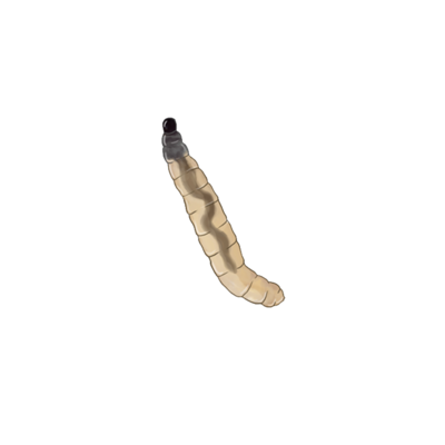 Bradysia paupera larva