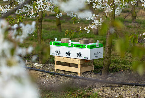 Фруктовод использует Natupol Tripol для опыления в открытом грунте