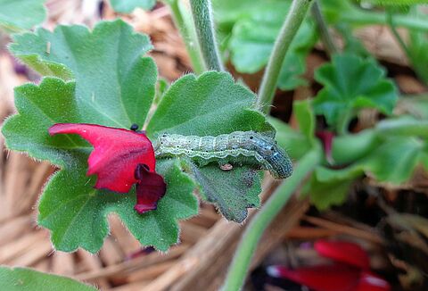 Табачная листовертка