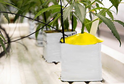 Koppert запускает линейку обновленных ловушек Horiver