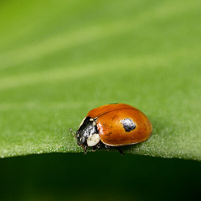 Взрослая стадия Adalia bipunctata