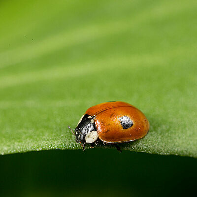 Взрослая стадия Adalia bipunctata