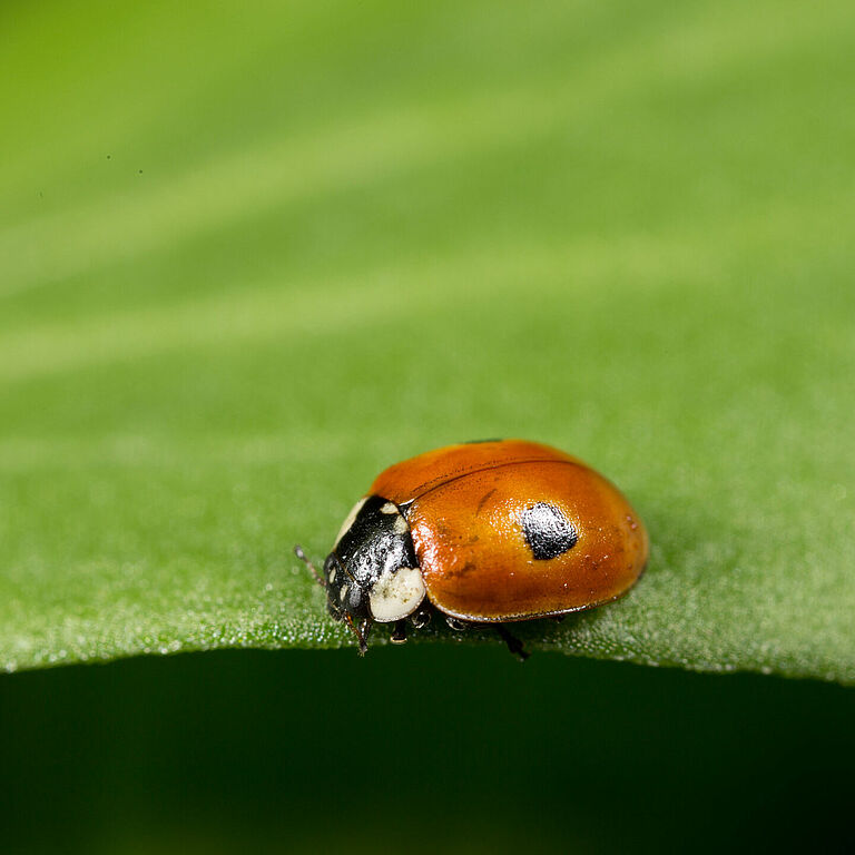 Взрослая стадия Adalia bipunctata