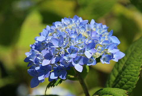 Срезанные цветы