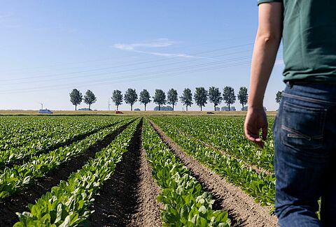 Grower Koen - Принятие биологической защиты растений в сельском хозяйстве