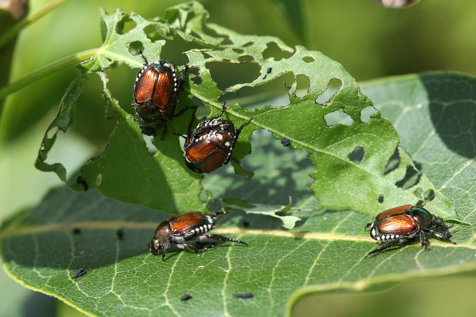 Juk Insect Жуки | Koppert Россия
