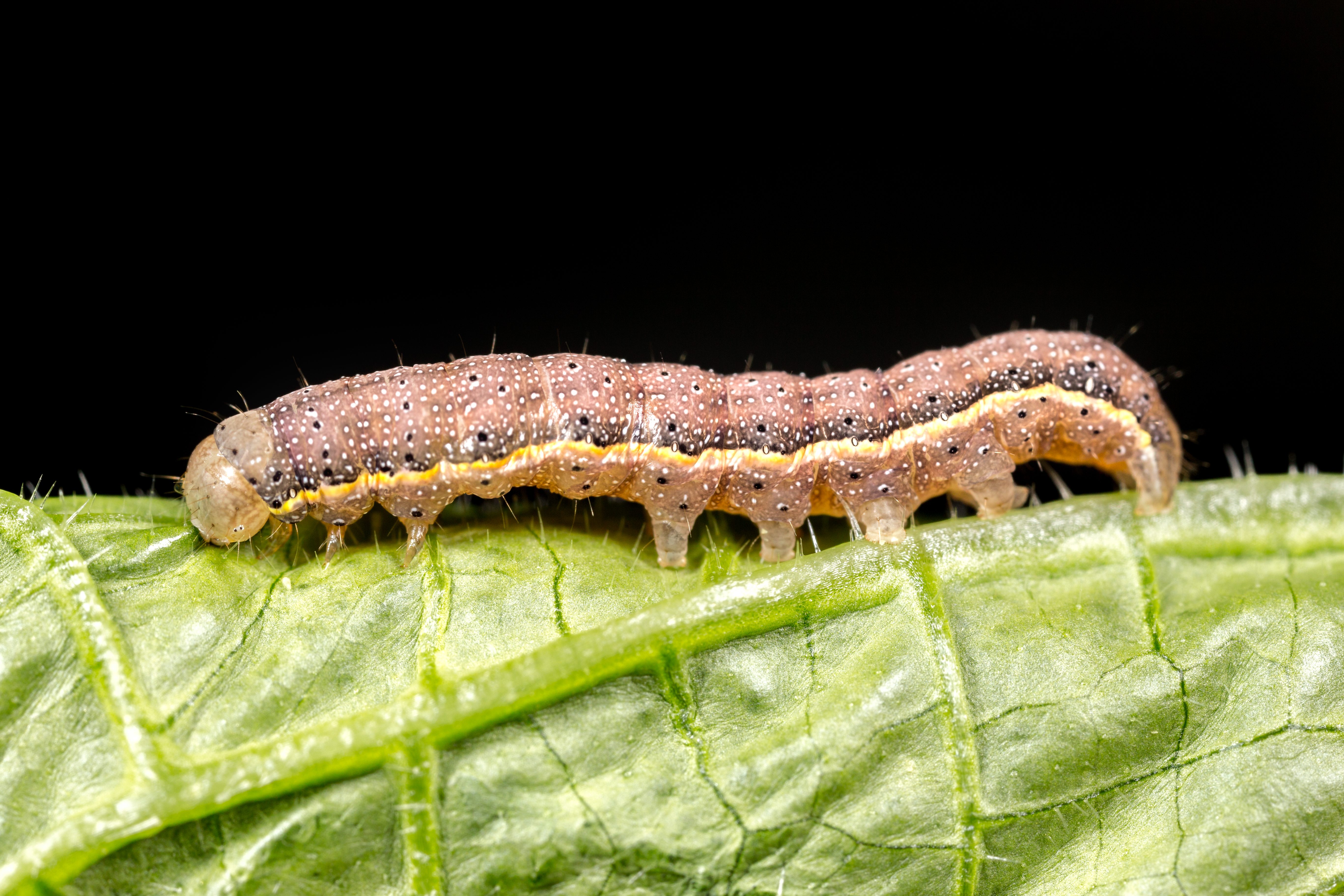 Совка огородная