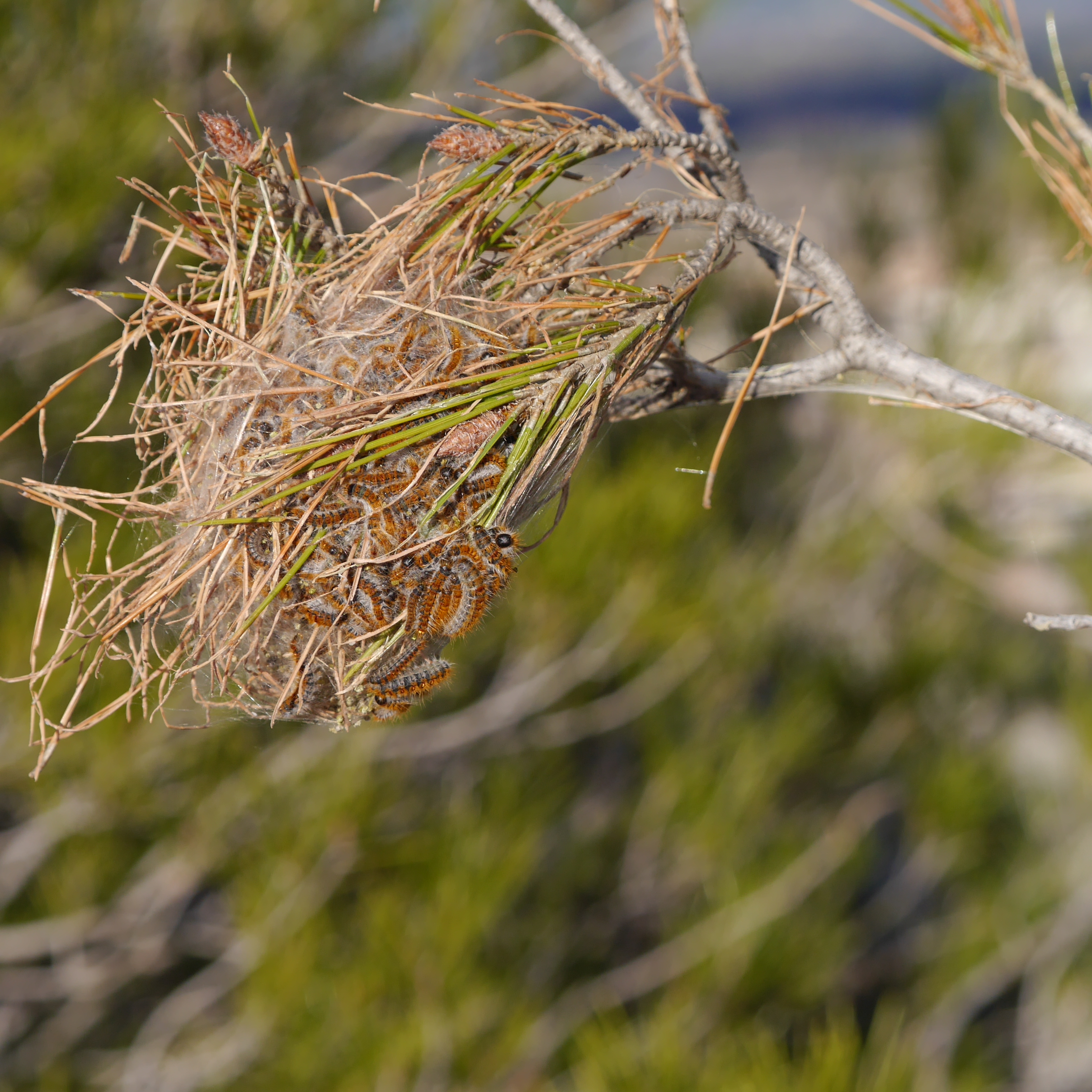 Походный шелкопряд
