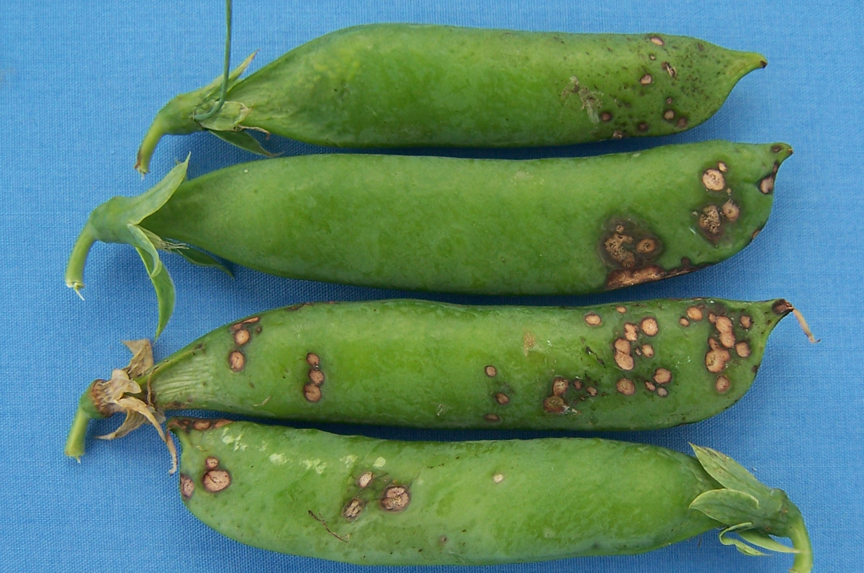 Pea pods infected by pea blight Ascochyta pisi