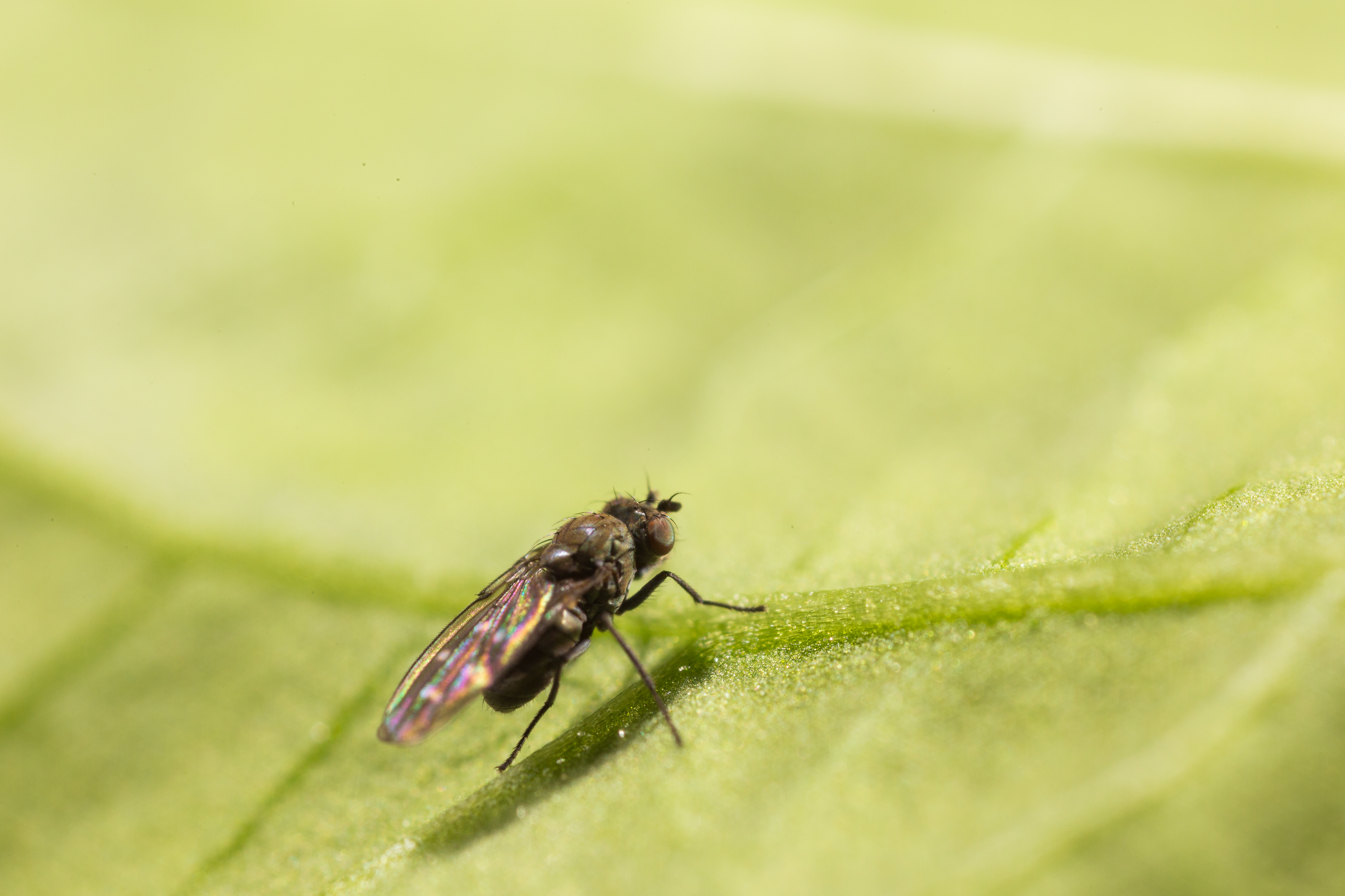 Shore fly Scatella tenuicosta Adult