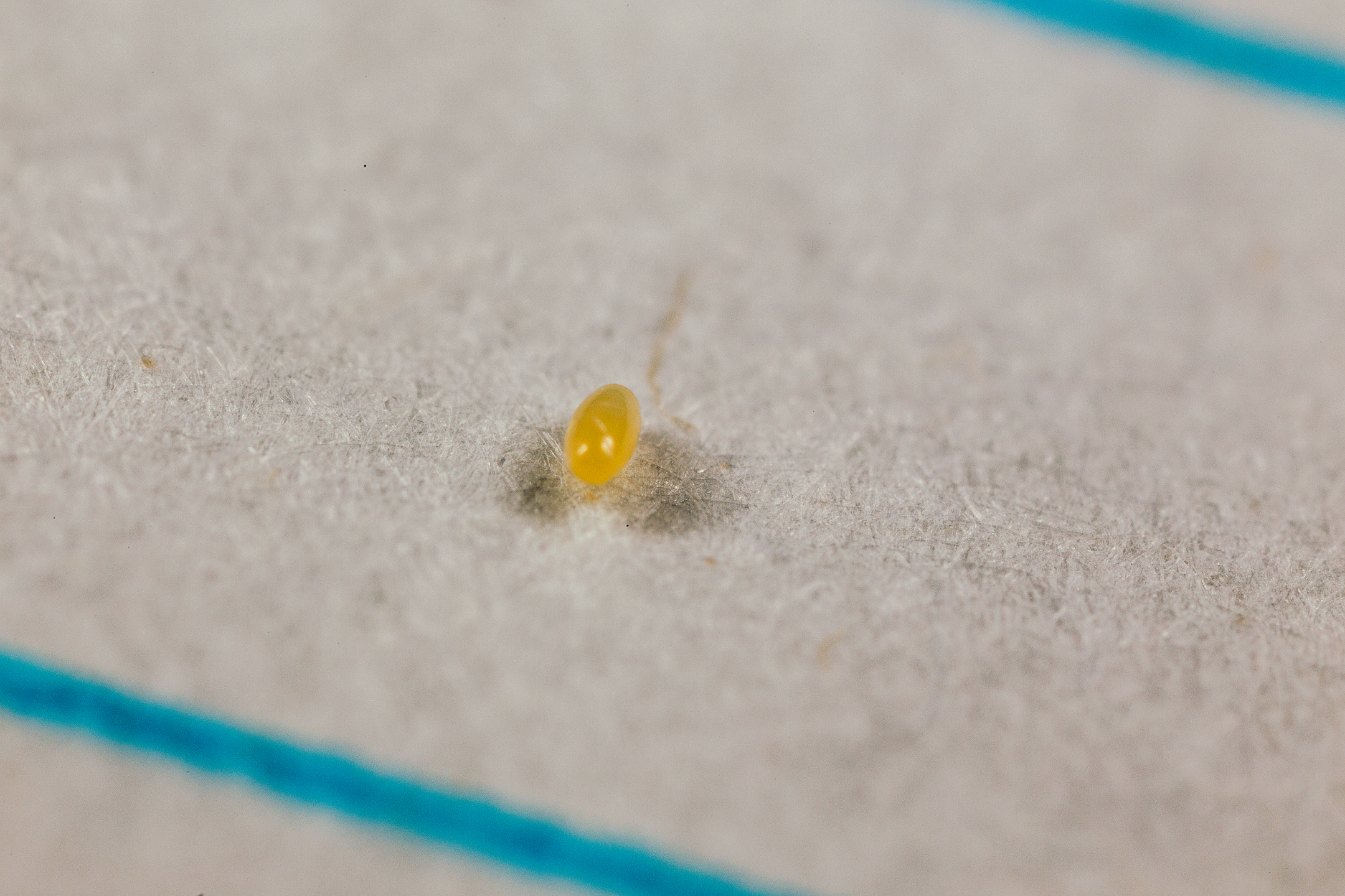 Стадия яйца Crypolaemus montrouzeri