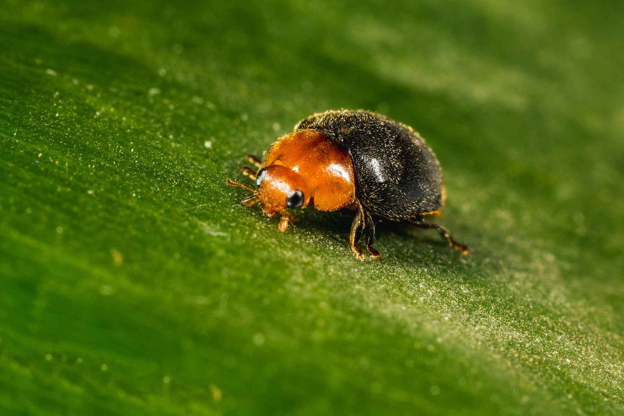 Взрослая стадия Crypolaemus montrouzeri